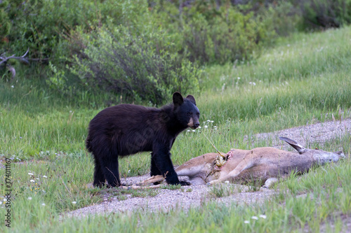 Black bear juvenile eating deer 