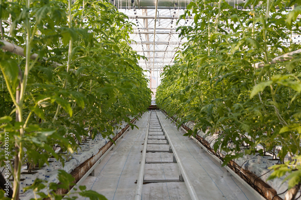 large glass industrial greenhouse for growing tomatoes