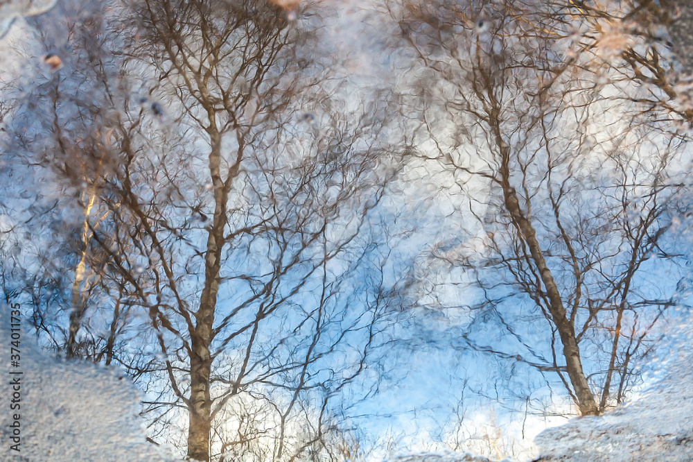 Branches of trees without leaves reflected in a freezing puddle Branches of trees without leaves reflected in a freezing puddle