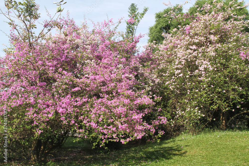 Pink Blossom , Bougainvillea, Lesser Bougainvillea, Bougainvillea glabra,  Ibirapuera Park, São Paulo, Brazil