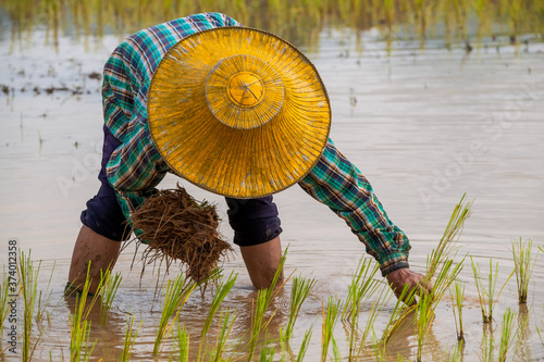 Transplanting Rice