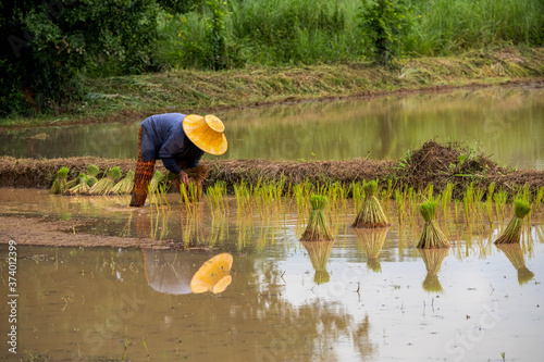 Transplanting Rice