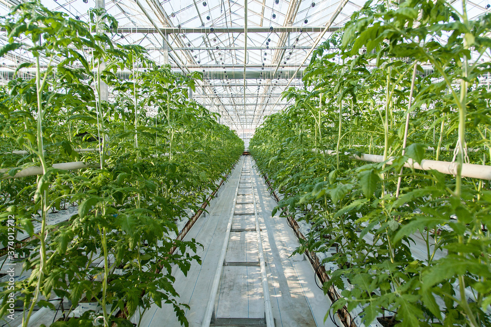 large glass industrial greenhouse for growing tomatoes