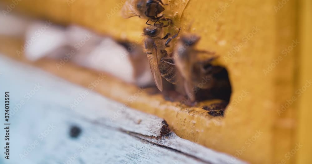 Slow motion of Bees getting inside the small hole of the wall going back and forth stock Video Footage. Slow motion of Bees getting inside the small hole of the wall going back and forth stock Video Footage.