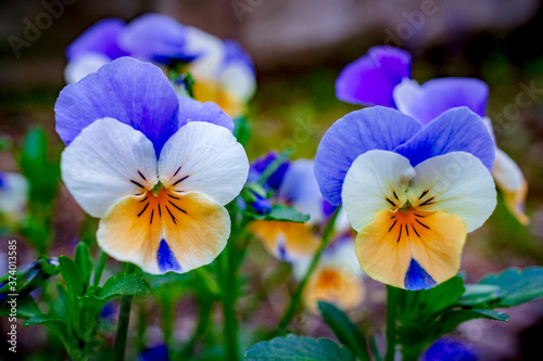 blue and yellow pansies