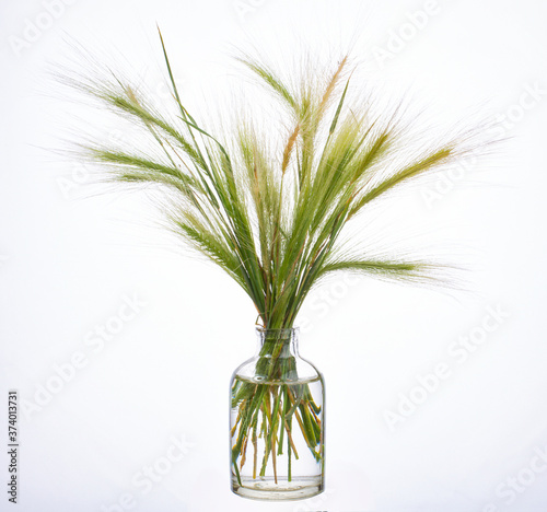 Stipa (feather grass, needle grass or spear grass) in a glass vessel on a white background