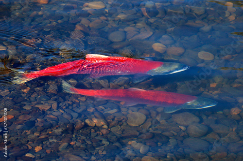 Foto Pair of Sockeye Salmon at spawning grounds.