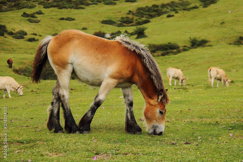 Foal gazing on green meadow, small horse on a farm, feeding baby equine Foal gazing on green meadow, small horse on a farm, feeding baby equine