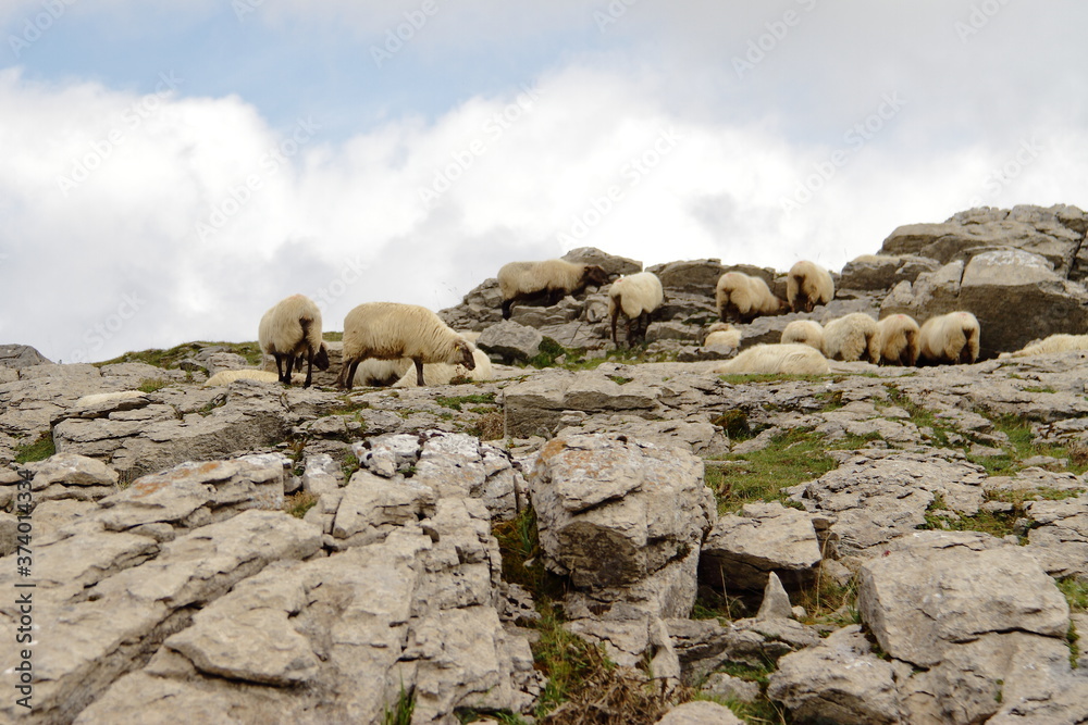 Group of sheeps grazing on meadow in mountain, farm animal feeding 