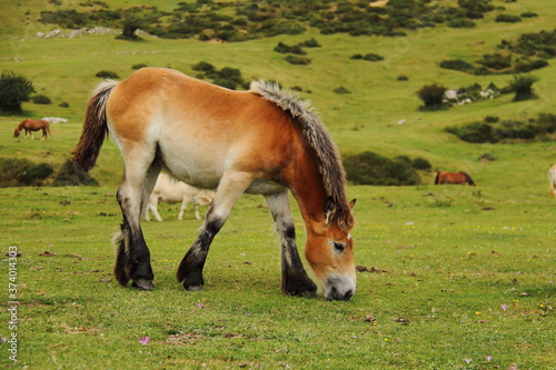 Foal gazing on green meadow, small horse on a farm, feeding baby equine