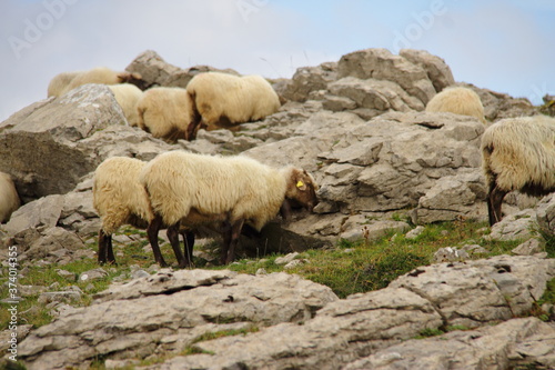 Group of sheeps grazing on meadow in mountain, farm animal feeding 