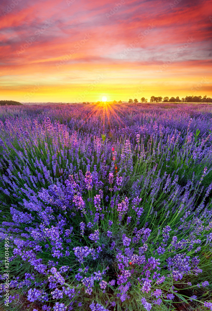 Fototapeta Beautiful lavender field sunset landscape