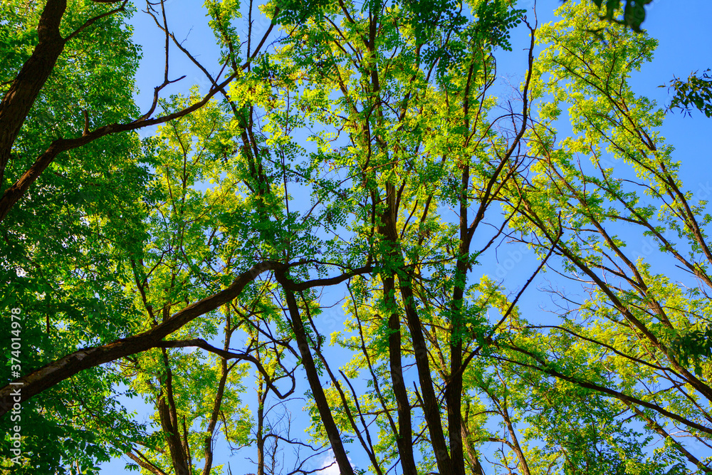 Obraz premium acacia branches with green leaves 