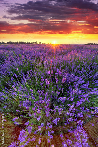 Beautiful lavender field sunset landscape
