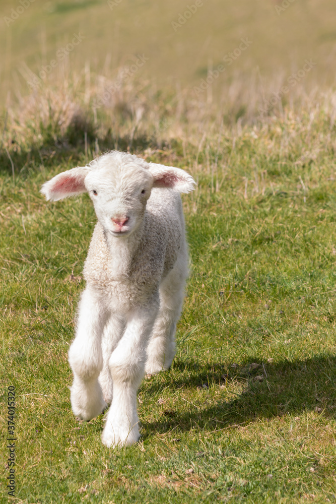 Naklejka premium closeup of a playful newborn lamb jumping on grassy meadow