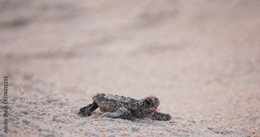 Sea Turtle Hatchling Sea Turtle Hatchling