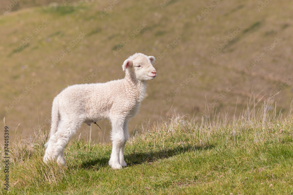 newborn lamb standing on grassy hill with blurred background and copy space newborn lamb standing on grassy hill with blurred background and copy space