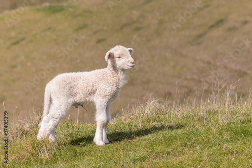 newborn lamb standing on grassy hill with blurred background and copy space