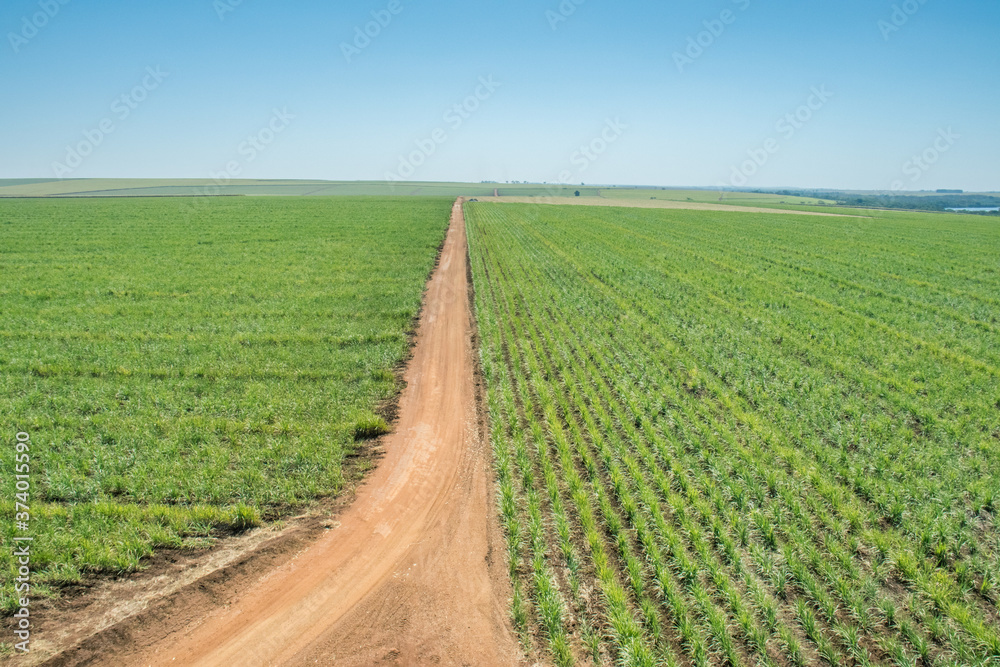Bird's-eye view of a sugarcane field with planting lines and a dirt road cutting through the farm, under a sunny sky in the rural area of Barretos/SP Bird's-eye view of a sugarcane field with planting lines and a dirt road cutting through the farm, under a sunny sky in the rural area of Barretos/SP