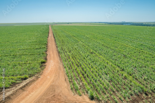 aerial view of sugarcane cultivation area - Sao Paulo - Brazil