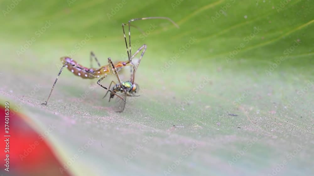 Percevejo predador comendo uma mosca 