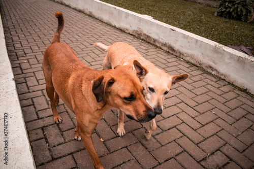Fototapeta Naklejka Na Ścianę i Meble -  Cães/Dogs