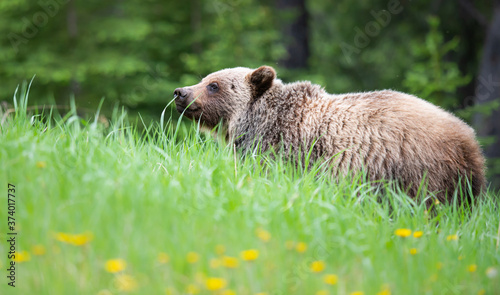 Grizzly bear in the wild © Jillian