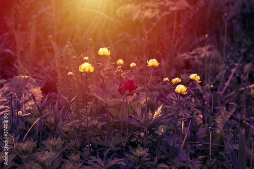 Spring or summer natural background. Floral design. Sunset sunlight falls on beautiful yellow flowers.