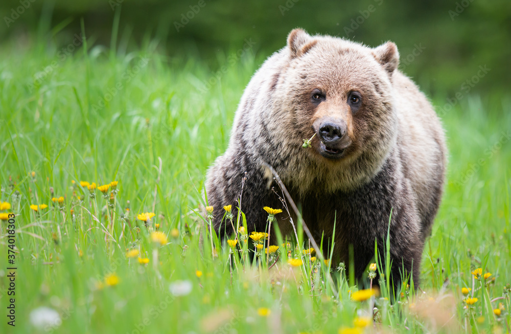 Fototapeta premium Grizzly bear in the wild