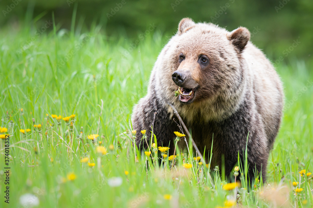 Fototapeta premium Grizzly bear in the wild