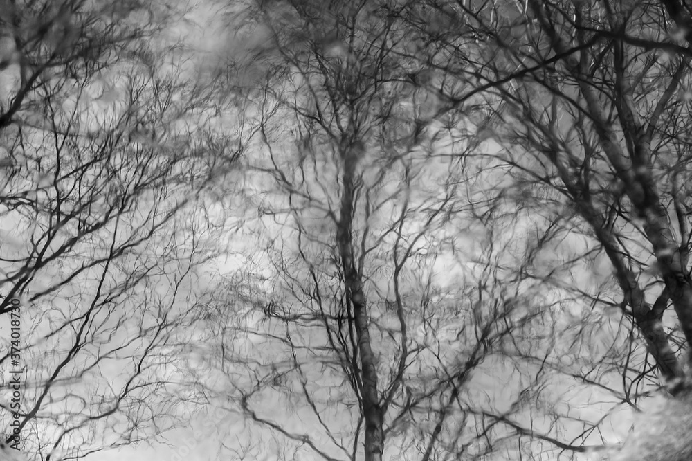 Branches of trees without leaves reflected in a freezing puddle Branches of trees without leaves reflected in a freezing puddle