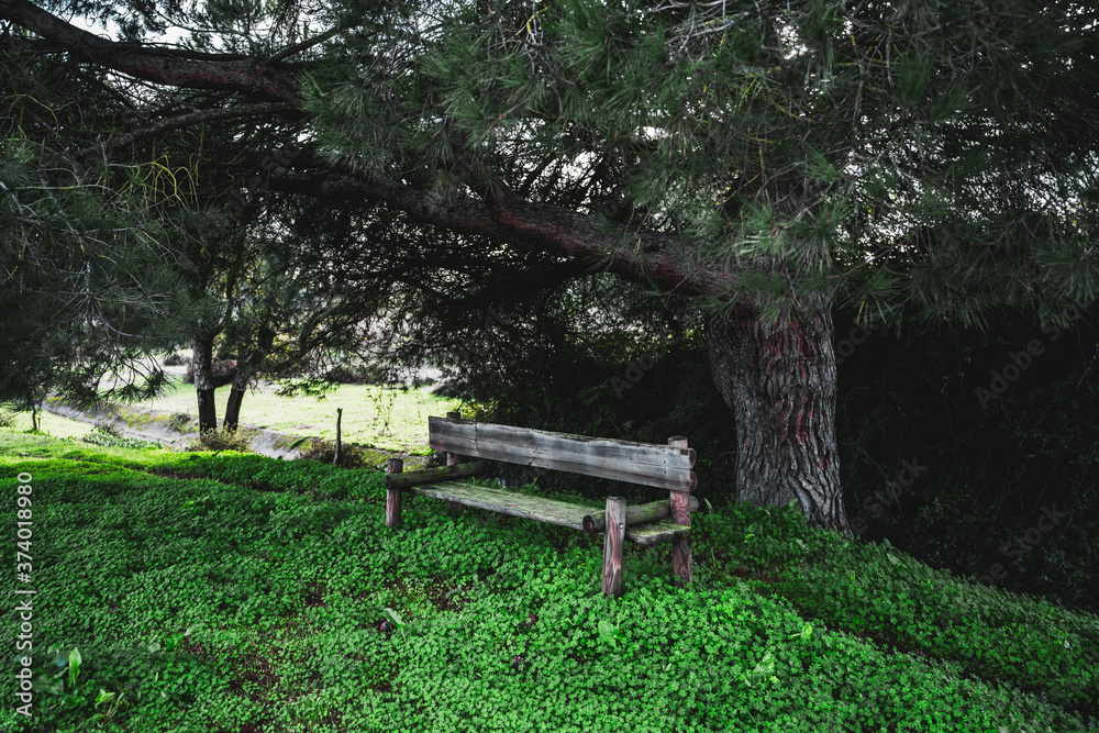 A cozy old wooden bench under a pine tree, in the shadow, with an even layer of grass of the vivid green color on the ground and a wall of bushes behind, in a public park of Alcochete, Portugal A cozy old wooden bench under a pine tree, in the shadow, with an even layer of grass of the vivid green color on the ground and a wall of bushes behind, in a public park of Alcochete, Portugal
