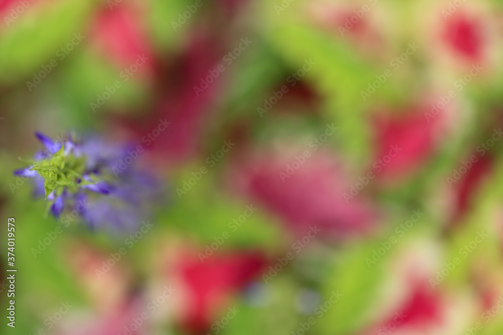 Obraz premium 開花したコリウスの花