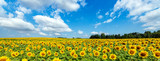 Beautiful day over sunflowers field - panorama shot