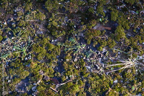 Green moss texture on concrete under snow