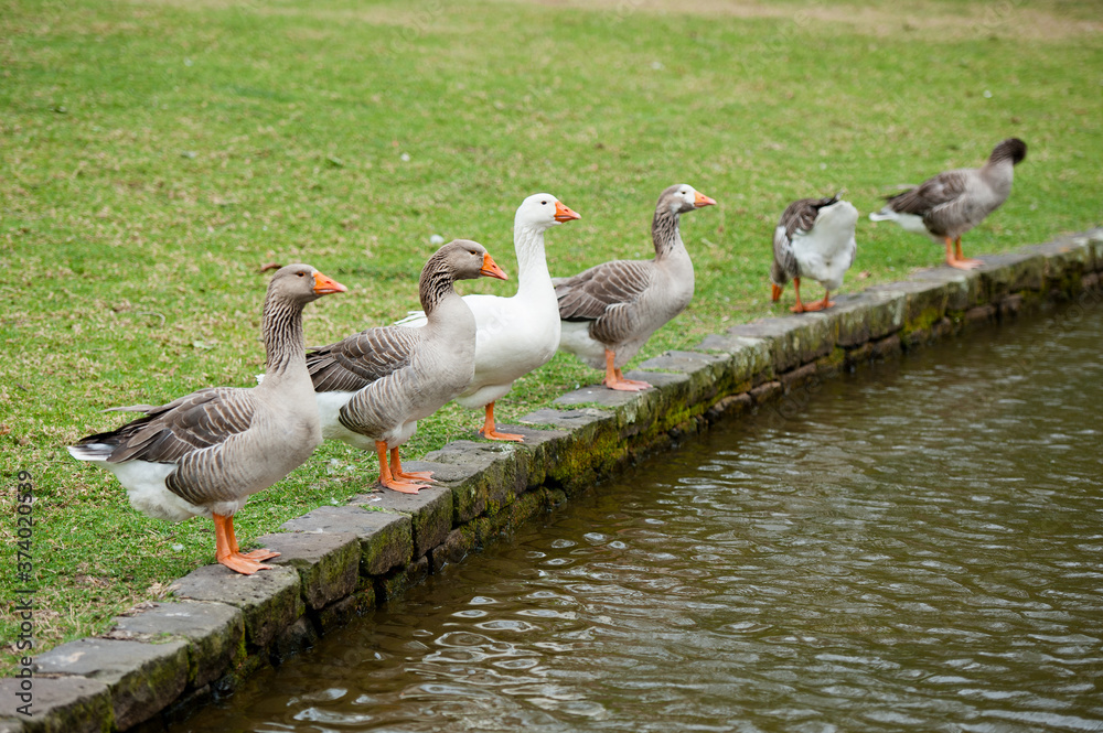 Close up ducks staying near the lake. Close up ducks staying near the lake.