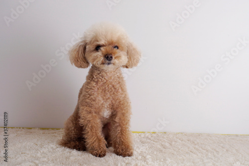 命令を待つトイプードル