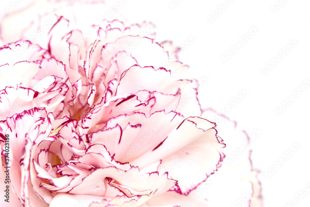 carnation isolated in white background carnation isolated in white background