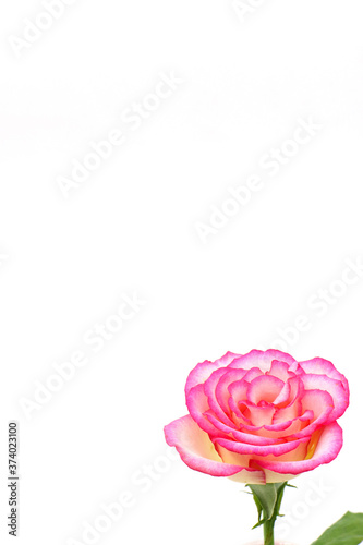 pink rose on white background