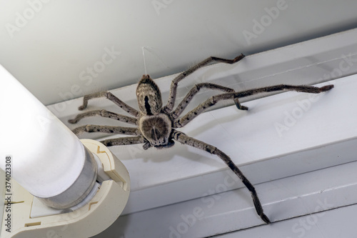 Large Huntsman Spider on the ceiling photo