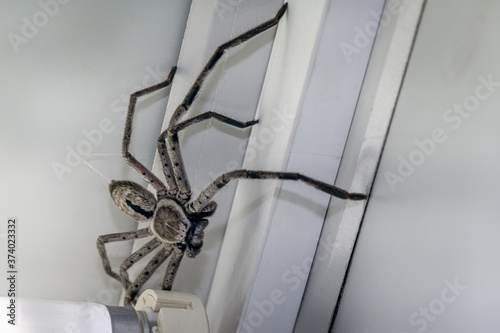 Giant Huntsman Spider On Ceiling Near A Fluorescent Light photo