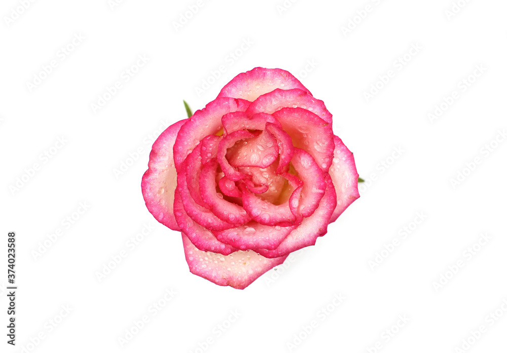 pink rose isolated on white pink rose isolated on white
