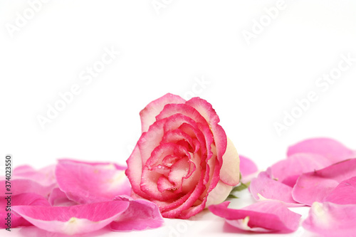 pink rose isolated on white