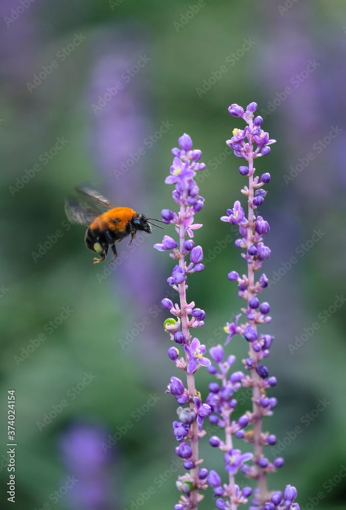 Naklejka premium Carpenter Bee flying over a flower, Big blue lilyturf