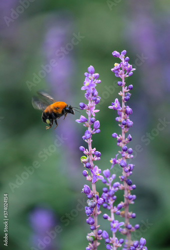 Carpenter Bee flying over a flower, Big blue lilyturf © 순성 장