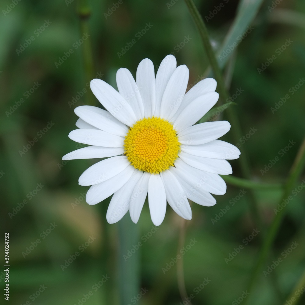 Fototapeta premium Marguerite , fleur sauvage des champs .