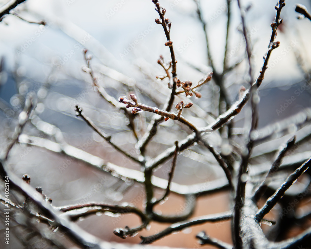 icicles on tree branches in the Hudson Valley, New York, United States icicles on tree branches in the Hudson Valley, New York, United States