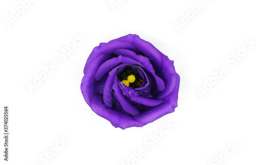 purple lisianthus flower isolated