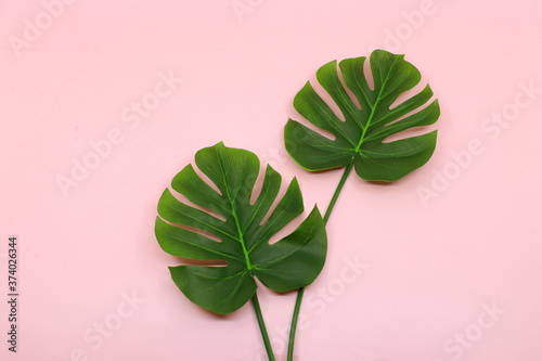 green leaf on a pink background