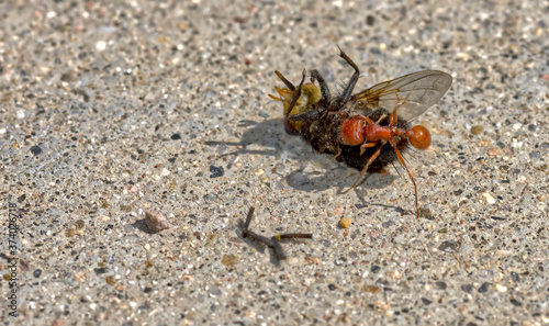AZ Harvester Ant Attacking Fly © Deep Desert Photo